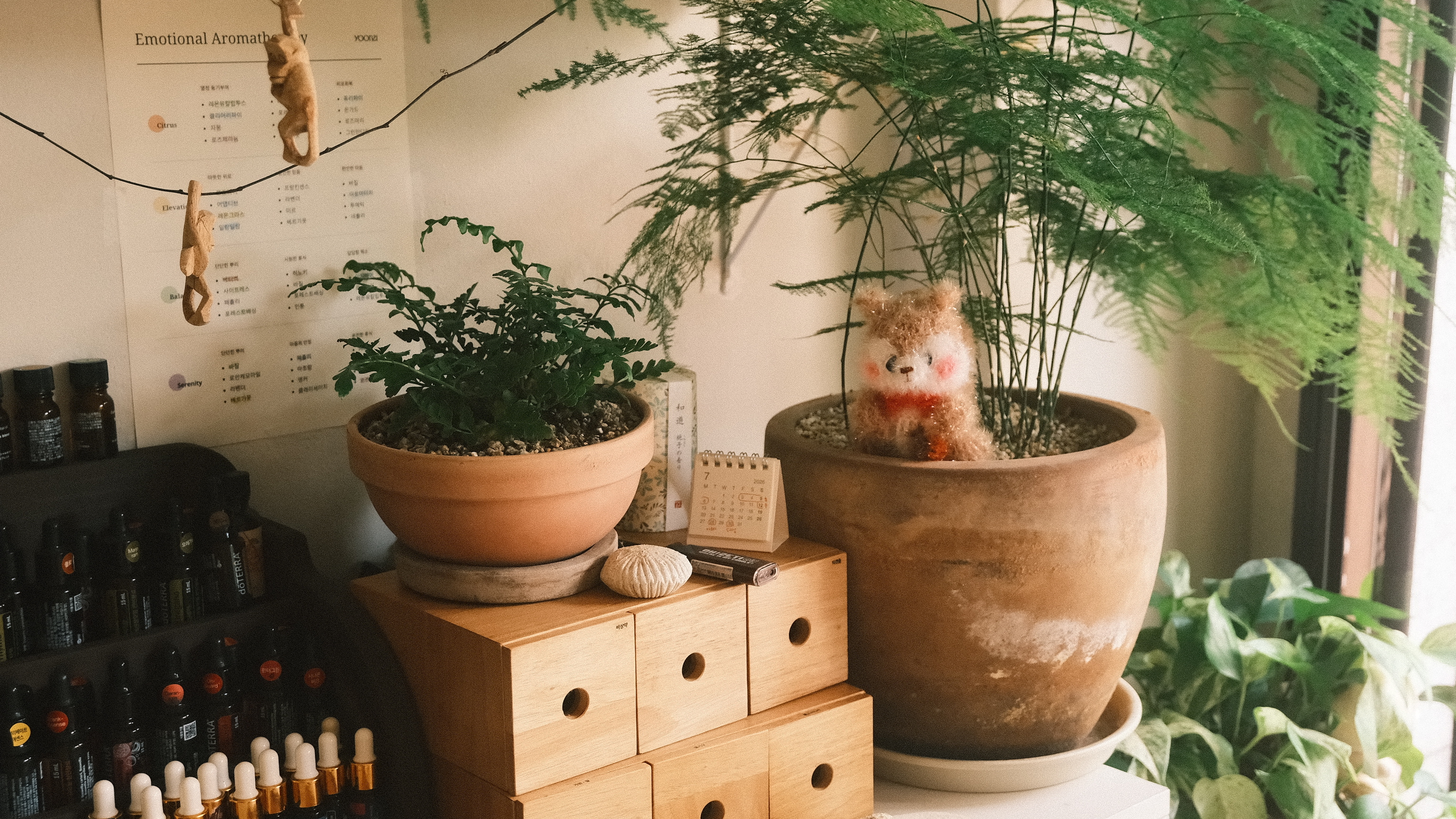 植物とアロマオイルが置かれたYOONSIの一角